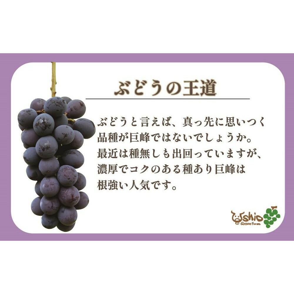 【2026年8月以降順次発送】福岡市産巨峰1300g3～4房【北海道・沖縄・離島発送不可】