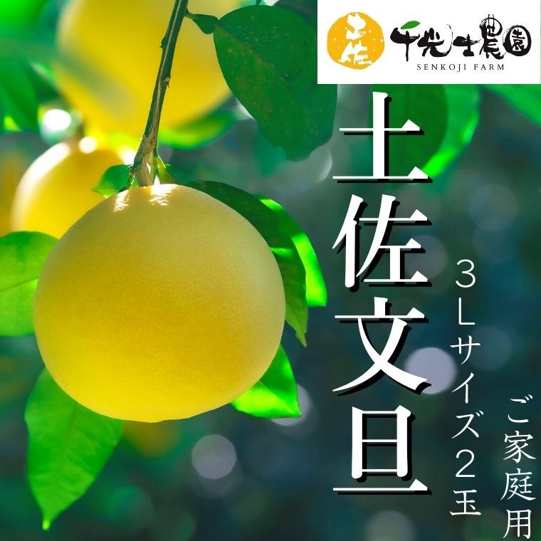 【ふるさと納税】 土佐文旦 3Lサイズ×2玉 ご家庭用 千光士農園 特産品 果物 柑橘 フルーツ 贈答用 ギフト 旬 季節 甘い 大玉 国産 産地直送 お取り寄せ 美味しい 果汁 ジューシー デザート 文旦 ブンタン ぶんたん 安芸市 高知県