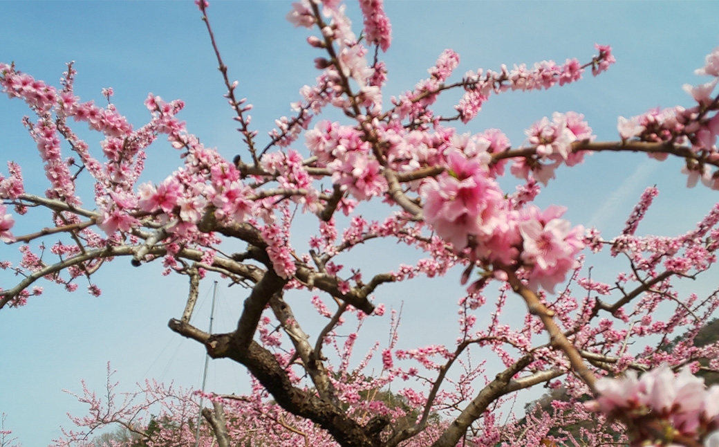 中央市産 もも 約2kg