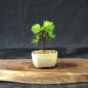 赤石の泉 赤石五葉松（鉢植え） F-155