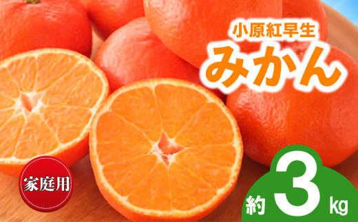 先行予約 みかん 蜜柑 約3kg 小原紅早生 小原紅早生みかん 柑橘 オレンジ 果物 フルーツ 果実 旬 家庭用 11月下旬～12月下旬 配送 香川県 丸亀市