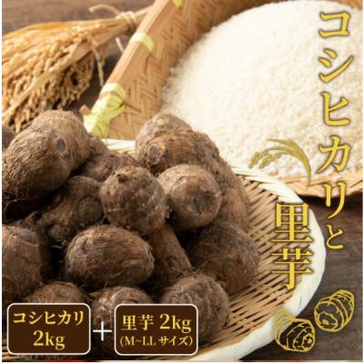 ふるさと納税 勝山市 【先行予約】令和8年度産 コシヒカリ2kg・里芋2kg