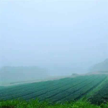 小堀製茶の煎茶『翠-SUI・鸚-OU・蒼-SOU』セット【1185999】