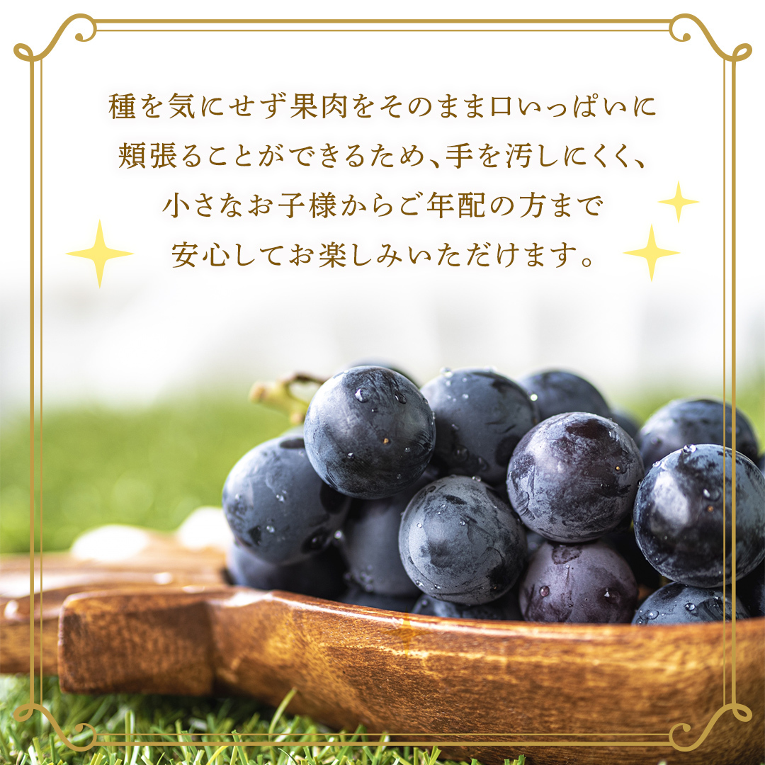 種なし 巨峰 約2kg(約4房)【2026年7月より発送開始】（茨城県共通返礼品 [ぶどう]：結城市産） ぶどう 種なし巨峰 フルーツ デザート 果物 食べやすい 旬 [FC112-NT]_イメージ3