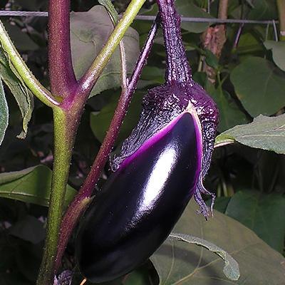 ふるさと納税 広陵町 旬の奈良野菜セット (旬の野菜7品以上が入ります) |  | 02