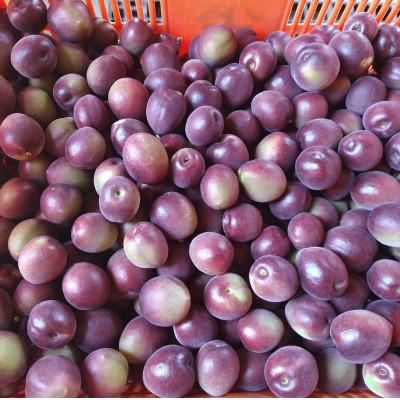 ふるさと納税 田辺市 【2025年分先行予約】紫宝梅『ミスなでしこ(R)』【青梅:4kg】【ngm004-1】 |  | 01