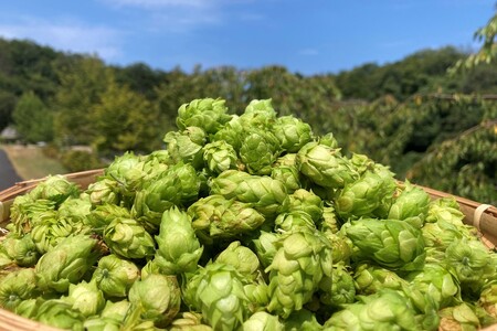 クラフトビール　TK100-Fresh HOP MEISTER [Green]　京丹後産ホップ使用　6缶セット　クラフトビール　数量限定　350ml 6種 セット 冷蔵 お酒 酒 プレゼント ギフト 