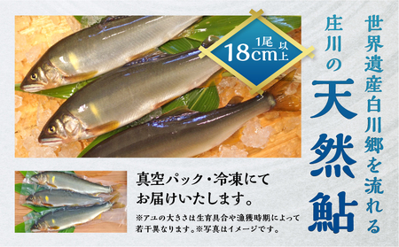 白川村産 飛騨庄川の天然鮎 18尾 18cm以上 900g以上 鮎 天然 あゆ 魚 岐阜県 白川郷 世界遺産 塩焼き BBQ 30000円 [S512]