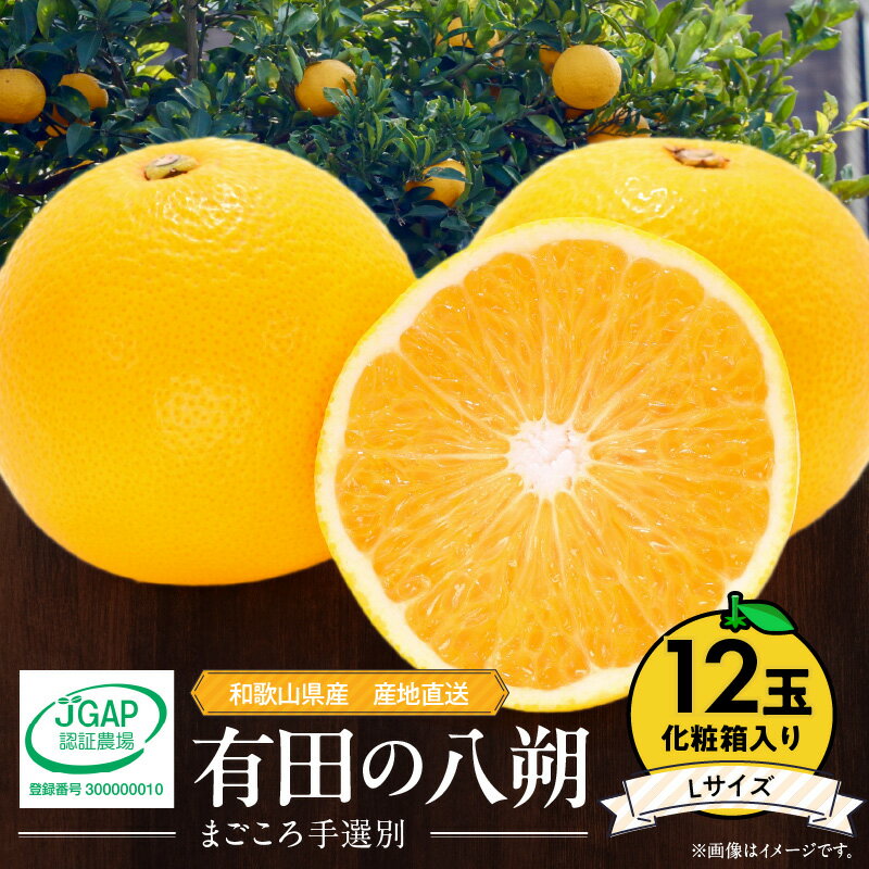 【ふるさと納税】【限定】【2026年先行予約】 和歌山県産 有田の 八朔 (はっさく) 化粧箱入り Lサイズ 12個入り【まごころ手選別】【はっさく ハッサク 八朔 和歌山産 ギフト 贈答】