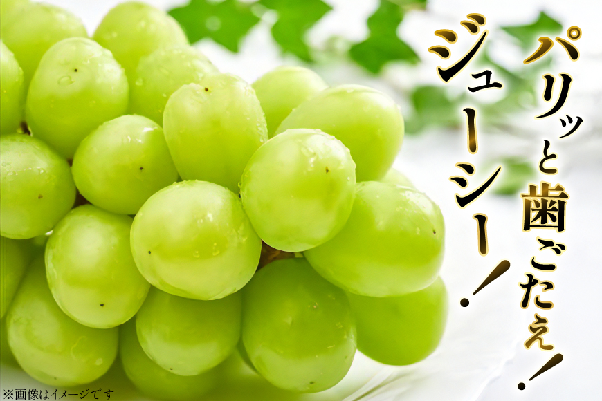 【期間限定発送】 シャインマスカット 秀 2房 約 1.4kg [もん前の里 山形県 高畠町 tk06ays960004] フルーツ 果物 くだもの ぶどう ブドウ 葡萄 1.4キロ 甘い