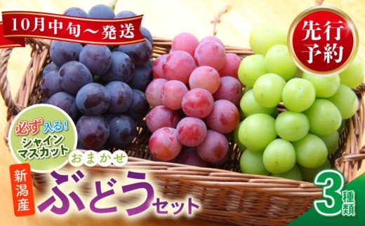 2026年先行予約 訳あり ぶどう セット ３種類 ぶどう 詰め合わせ セット シャインマスカット ピオーネ クインニーナ 果物 くだもの フルーツ 葡萄 ブドウ ぶどう マスカット シャイン マスカット 髙橋農園 新潟県 新発田市 takahashi005