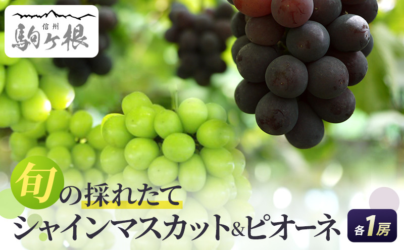 
ぶどう 長野 シャインマスカット + ピオーネ 計1.6kg以上各1房 セット 大粒 種なし 皮ごと 食べ比べ 産地直送 フルーツ 果物 デザート おやつ マスカット 葡萄 秋 旬 旬の果物 旬のフルーツ 信州 信州産 長野県 [№5659-1118]
