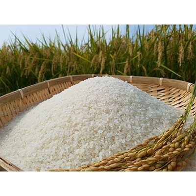 【五戸町特産セット】令和7年産　精米まっしぐら10kgと長芋3kgのセット【配送不可地域：離島・沖縄県】【1017944】