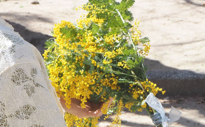 ミモザ 20本 お花 生花 フラワー インテリア 江田島市/田中農園 [XCV001]