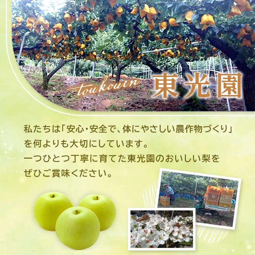 先行予約 二十世紀梨 5kg 2026年9月発送 梨