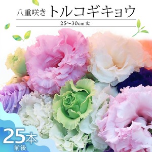 生花 八重咲きトルコギキョウ 30cm規格 25本前後_生花 八重咲きトルコギキョウ 30cm 25本前後 三色 おまかせ ホワイト ラベンダー ブルー 上品 希少品種 種類豊富 自社農場栽培 春出し 秋出し 暖房管理 水分管理 仏壇用 花のある暮らし 花持ち良い 福岡県 久留米市 送料無料 〔Hf022〕