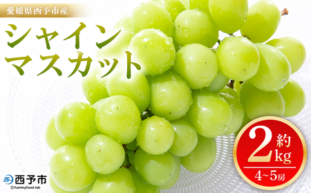 ＜シャインマスカット 約2kg＞ 果物 くだもの フルーツ ぶどう 葡萄 ブドウ シャインマスカット しゃいんますかっと 4～5房 大粒 糖度 極上 種なし 甘い 皮ごと 特産品 ファームNINOMI