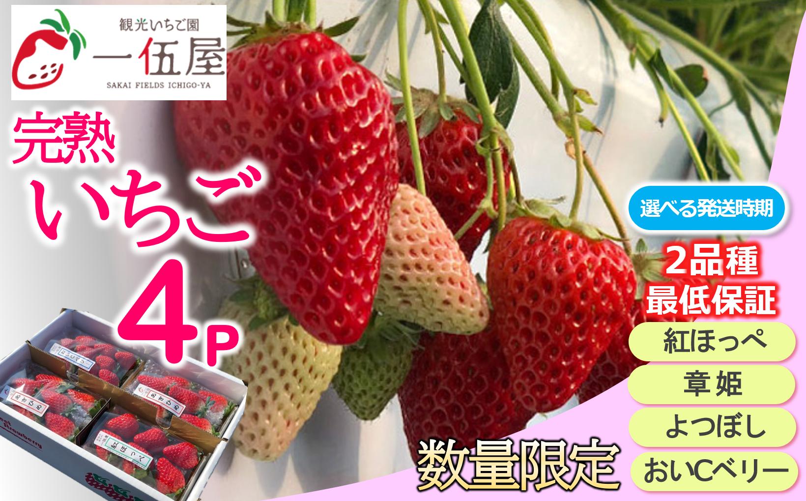 
【数量限定受付】一伍屋の「完熟いちご4パックセット」 2品種以上最低保証 （11-51）
