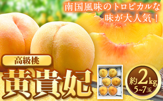 
                  【先行予約】希少種 黄貴妃 約2kg 5-7玉入り 嶋農園《2026年9月上旬-9月末頃出荷》 和歌山県 紀の川市 桃 もも モモ フルーツ 果物 送料無料
                
