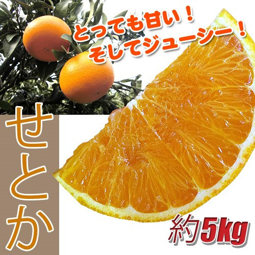 
            訳あり せとか 5kg ご家庭用 みかん 人気 数量限定 先行予約 愛媛 柑橘 【2026年2月中旬以降順次発送】｜B146
          