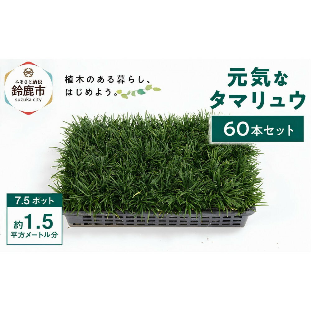 【ふるさと納税】【産地直送】元気なタマリュウ(7.5pot)60本セット[約1.5平方メートル分]