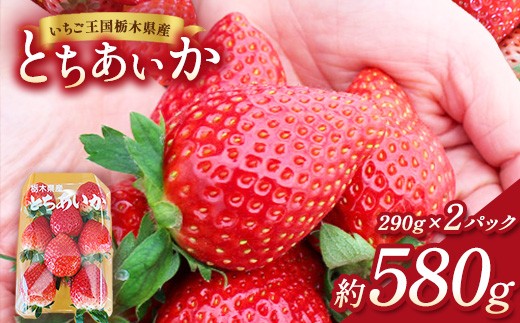 
                  【先行予約】出会いの森いちご園 とちあいか （290g×2パック） | いちご イチゴ 苺 栃木県 果物 くだもの フルーツ とちあいか 新鮮 贈答 ギフト デザート スイーツ ※離島への配送不可 ※2026年12月上旬頃から2027年3月下旬頃に順次発送予定
                