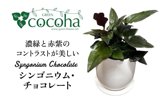 
            濃緑と赤紫のコントラストが美しい　シンゴニウム・チョコレート 糸島市 / cocoha / 観葉植物 グリーン 緑 インテリア [AWB039]
          