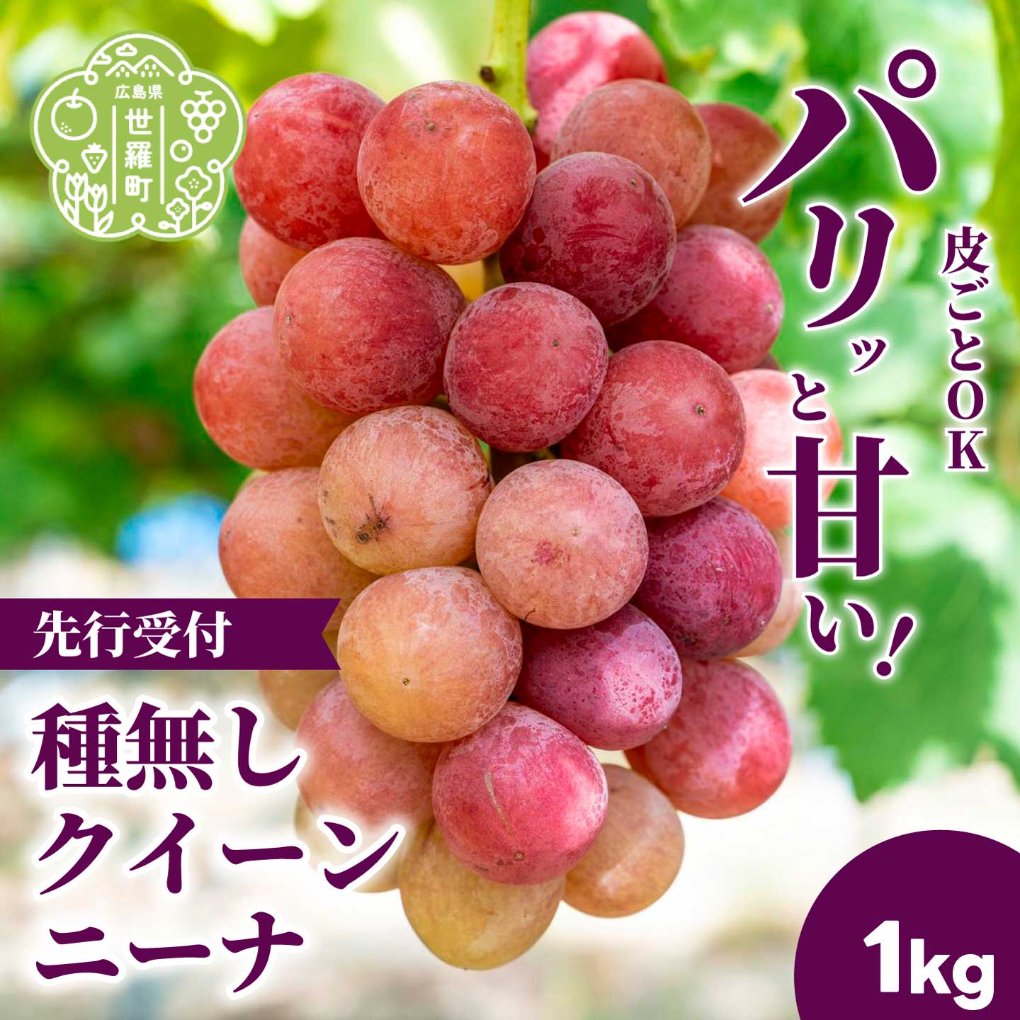 【ふるさと納税】種無しクイーンニーナ1kg (2房) 数量限定【2026年9月上旬以降順次発送】先行予約 安井農園 ぶどう ブドウ 葡萄 ピオーネ フルーツ 果物 くだもの 大粒 甘い デザート 産地直送 世羅 A009-02
