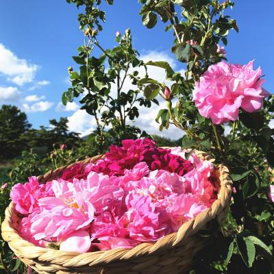 ふるさと納税 茅野市 蓼科高原からお届けする薔薇の自然派化粧水(オールドローズローション)120mL |  | 03