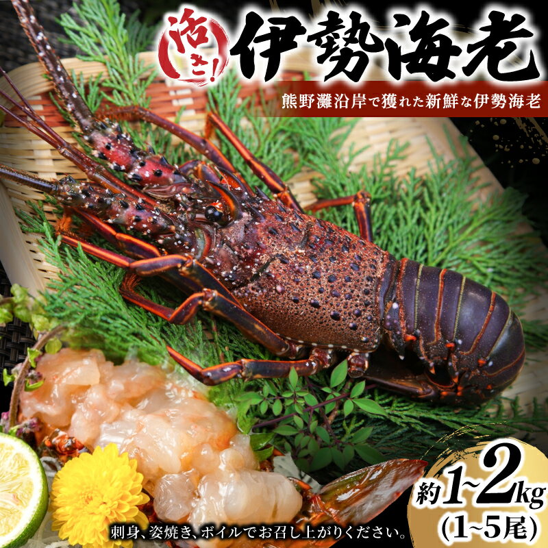 【ふるさと納税】 伊勢海老 活き 数量限定 約1kg 2kg 化粧箱入り 伊勢エビ 伊勢えび エビ えび 海老 刺身 お刺身 お造り 魚介類 鮮魚 年末 お正月 正月 三重県 熊野市 送料無料【選べる容量】【配送日指定必須】