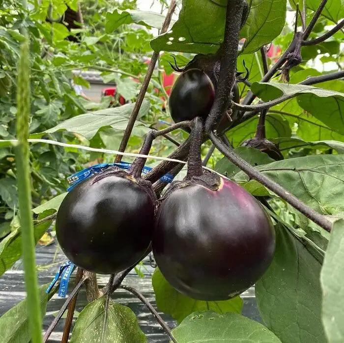 【先行予約特典付き・2026年7月発送】賀茂茄子（京野菜）12個 約3kg ｜ 野菜