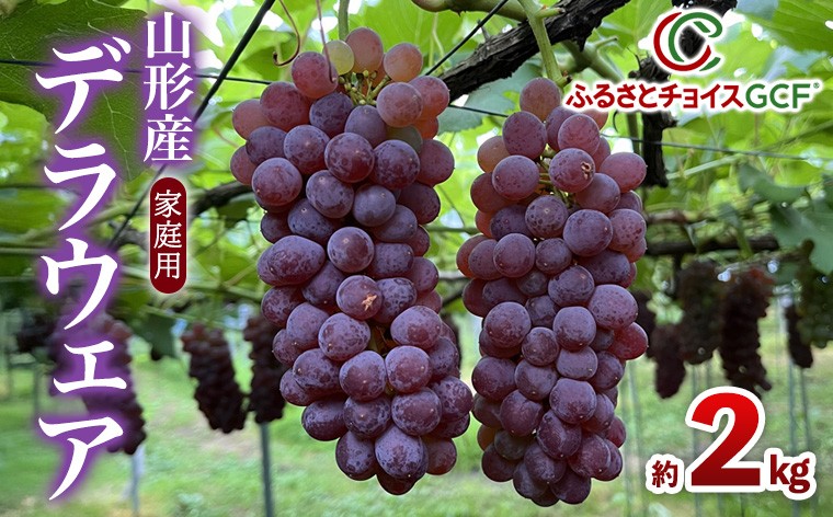 
                  【GCF】家庭用 デラウェア 約2kg 12～16房【令和9年産先行予約】 FS26-007
                