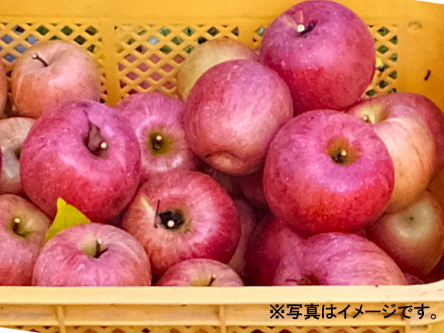 【ふるさと納税】J15 キズあり サンふじ ご家庭用 約10kg 10kg