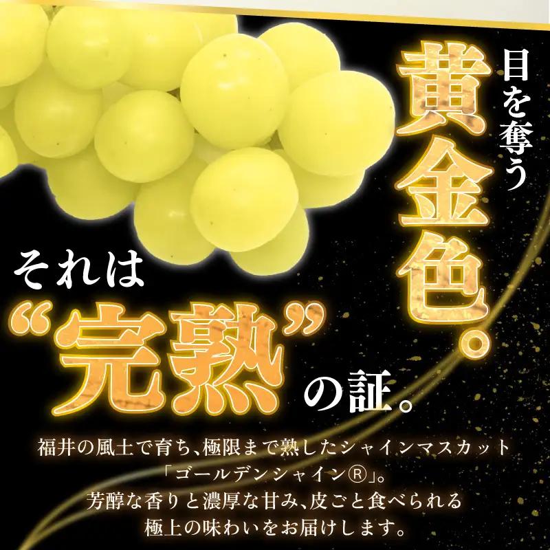 【先行予約】【訳あり】10月特選 ぶどうセットM 1kg以上（2～3房）／ 葡萄 シャインマスカット 完熟 ゴールデン シャイン 品種 おまかせ あわら 農家おすすめ ※2026年10月より順次発送 