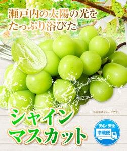 シャインマスカット マスカット ぶどう 1房 700g ウィズフラワーホールディングス《9月上旬-10月中旬頃出荷》岡山県 浅口市 ぶどう マスカット フルーツ 旬 果物 国産 岡山県産 送料無料 冷
