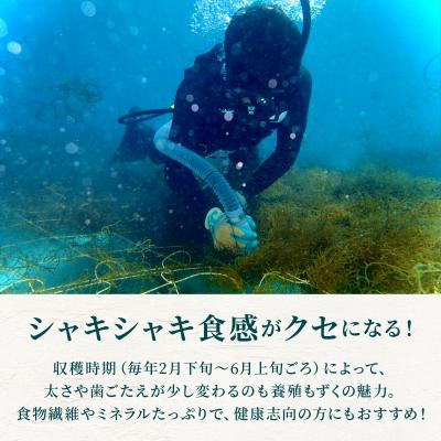 ふるさと納税 石垣市 石垣島産・塩もずく(業務用一斗缶・18kg) |  | 02