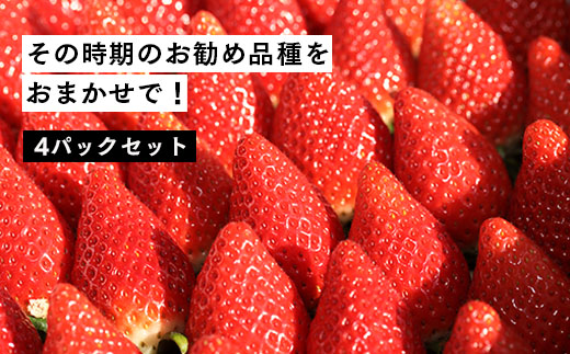 【２月発送開始・数量限定】伊賀いちご園のおまかせ4P（280g/パック×4パック） - イチゴ ストロベリー strawberry【1800901】