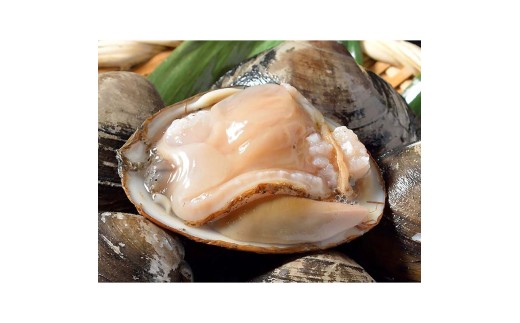 [船上]剥きほっき（刺身用）1.5kg（10玉前後）×3袋 ほっき ほっき貝 ホッキ ホッキ貝 北寄 北寄貝