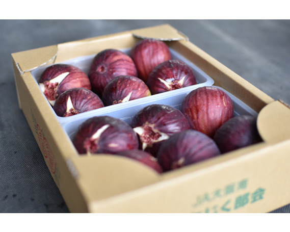 いちじく 朝採り 【2026年配送】　約1kg No.330