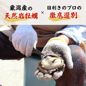 先行予約 秋田の肉厚な天然岩牡蠣（岩ガキ 5個以上）※ナイフ付き かき カキ 秋田県 にかほ市産 天然 岩牡蠣  殻付 牡蠣 海産物 魚介類 海鮮