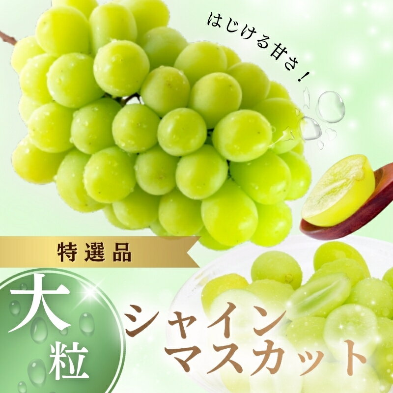 【ふるさと納税】 NISSHOKU FARM 特選大粒シャインマスカット岡山 【2025年10月以降より順次発送】/ 甘い 岡山 ぶどう ブドウ 葡萄 シャインマスカット 先行予約 フルーツ 果物 特選 真庭市 フルーツ王国