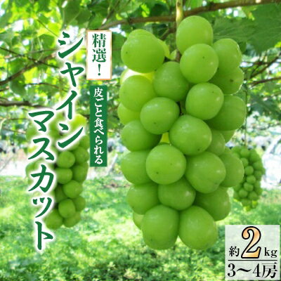【ふるさと納税】【2026年発送】精選! シャインマスカット 約2kg (3～4房)_ ふるさと納税 ふるさと マスカット ぶどう ブドウ 葡萄 フルーツ 果物 くだもの 人気 美味しい 送料無料 山梨県 山梨市 山梨【配送不可地域：離島】【1121133】