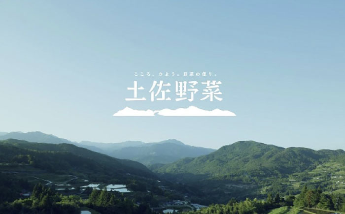 定期便 土佐の太陽をいっぱいに浴びた旬の野菜生姜約200gのセット「小」 (12回配送)【土佐野菜】 [ATBA013]