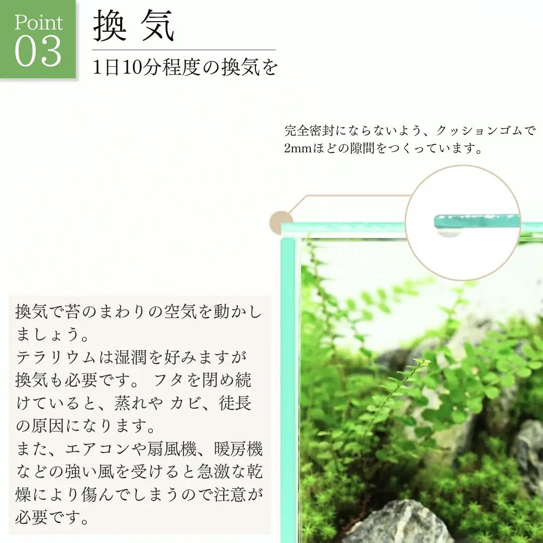 テラリウム 14cm スフィア（苔5種類） 苔リウム 苔テラリウム