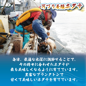 訳あり 帆立むき身 貝柱 約250g以上 1パック 冷凍 (ホタテ 帆立 冷凍 貝 おかず 焼き フライ 刺身 新鮮 送料無料 岩手県 大船渡市 ふるさと納税 )