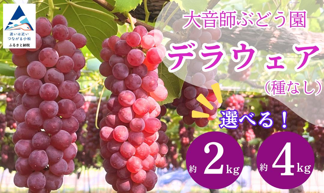 
            ぶどう デラウェア （選べる 2kg 8房～9房/4kg 16房～18房） 果物 ぶどう 葡萄 ぶどうふるさと納税 フルーツ 【大音師ぶどう園】
          