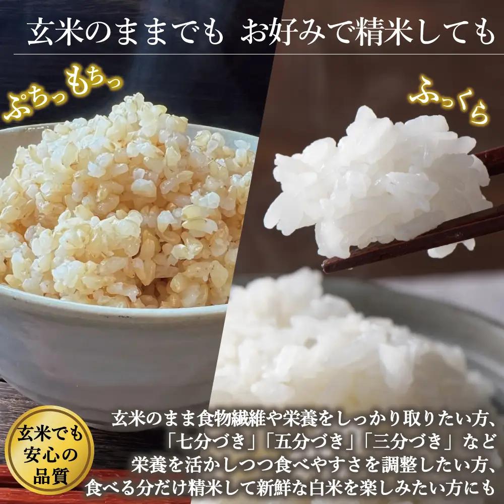 新地産こしひかり玄米10kg（5kg×2袋）｜コシヒカリ お米 2025年産 おこめ ライス R7 ご飯 ごはん 数量限定 げんまい ブランド米 令和7年度産 お徳用 つやつや もちもち 新地町