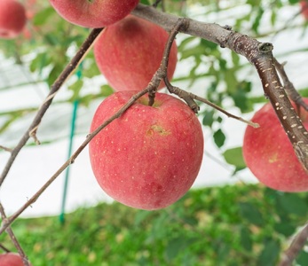 葉とらずりんご　約3kg【2025年12月下旬発送】サンふじ_家庭用_林檎_青森県五所川原市_中川農園