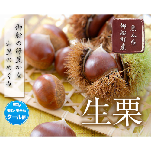 生栗 熊本県御船町産限定 約1kg(2L-Lサイズ)《9月上旬-9月下旬頃出荷》送料無料 期間限定 野菜 予約 スイーツ きんとん 甘露煮 渋皮煮 栗ご飯 熊本県御船町