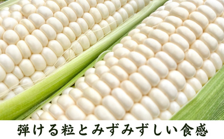 種子島 産 朝どれ とうもろこし ホワイトコーン (15～18本)　NFN618【400pt】 ホワイトコーン トウモロコシ 人気 期間限定 朝獲れ 新鮮 数量限定 甘み 柔らかい ジューシー 冷蔵便